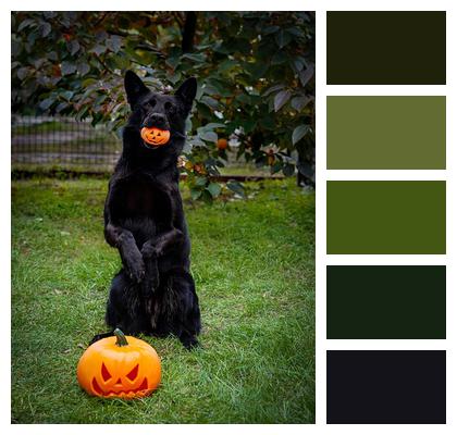 German Shepherd Halloween Black Dog Image